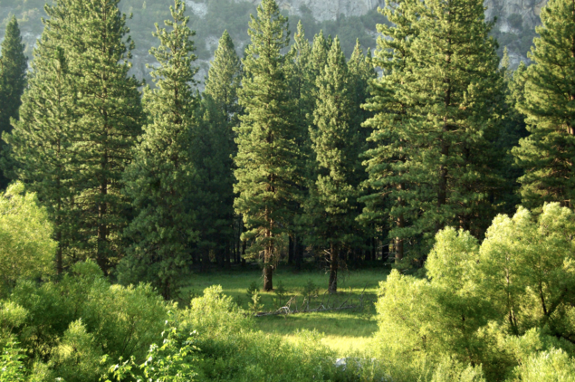 green trees recycled